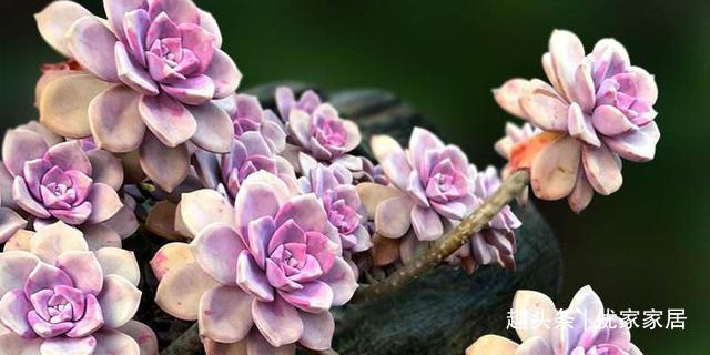 罗宾|喜欢养多肉就挑漂亮的养,12款迷人的紫色多肉,好看还好养