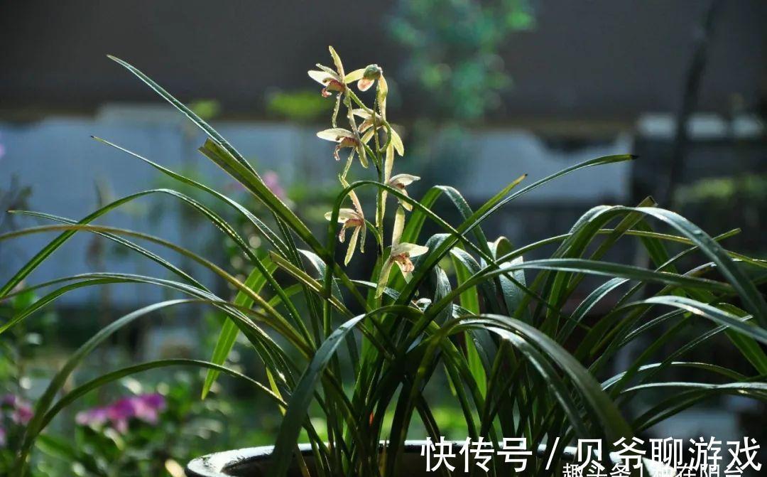 日照|全面分析阳台环境给兰花带来的不适,轻松攻克兰花的“阳台病”!