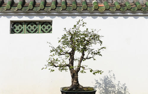 能给盆景造成危害的7个方面，要避开这些方面，容易养出好状态