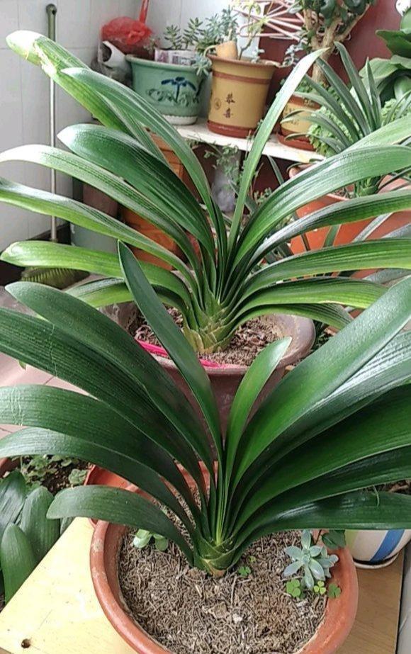 施肥|4种“富贵花”,7月要“穷养”,天气凉了就猛长