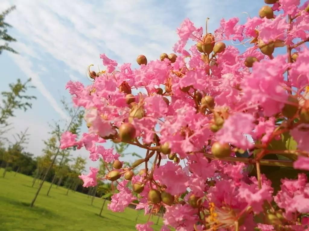 鲜花|此花所代表的是好运的花，常用来形容女子，也是一种沉迷的爱