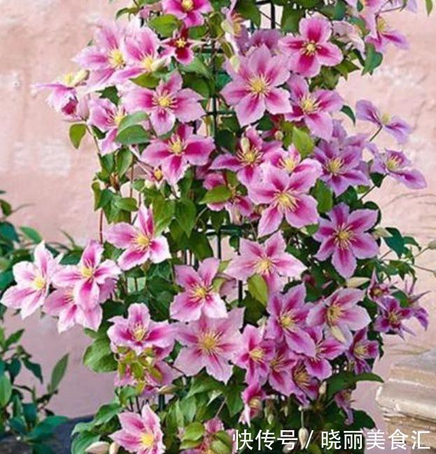 几种花卉堪称花界的劳模,花瓣重重叠叠,花姿妖娆