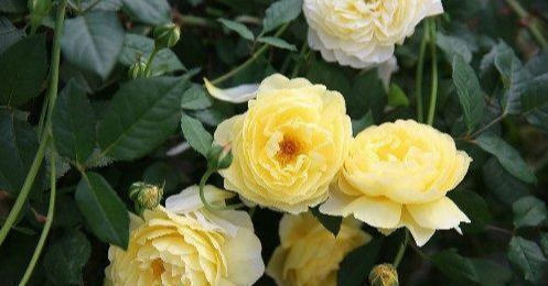 多头勤花|此花卉漂亮,仙气十足,花香怡人,花期长花量大,好养,盆栽佳品