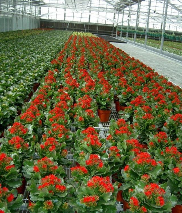 新买的长寿花，叶子肥大像“猪八戒”耳朵，越养越小，猫腻多