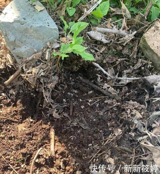 秋天养花不用买土,这种“免费土”,一分钱不花,一挖一麻袋