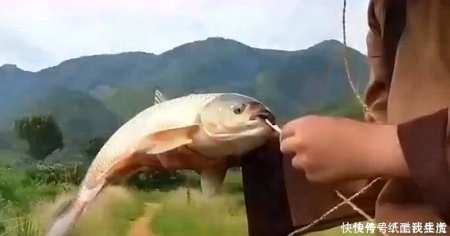 闽北|高手在民间，闽北神奇弓鱼术，能让鱼离水几天不死，是真的吗？