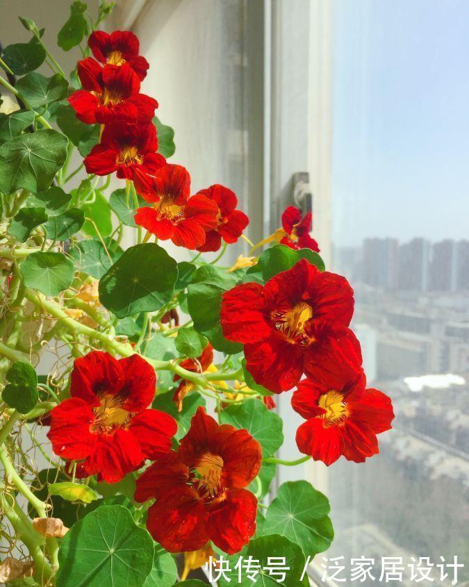 封闭阳台养啥花?这款很不错,打理容易,花繁叶密,多季重复开