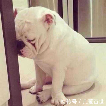 |搞笑动图:这狗牵出去一定霸气!