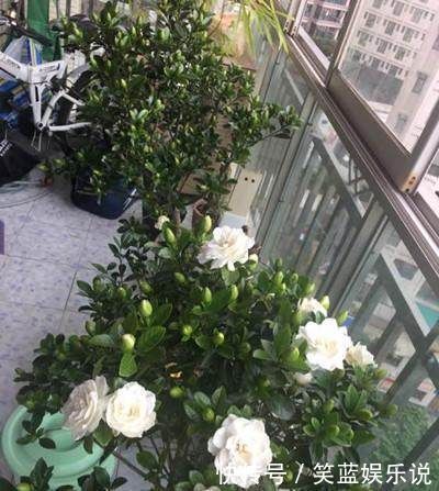 叶面|想要栀子花根壮叶绿,花开百朵,每天给它喝点这个,想不开花都难