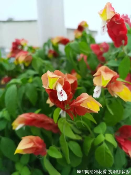 10种“稀罕花”，连名字都认不全，竟然拼命掏钱买