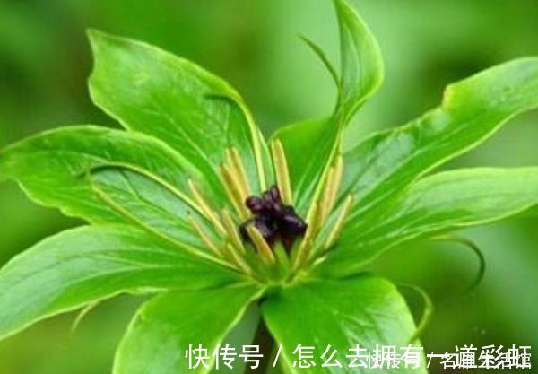 这4种树“镇宅又聚财”，个个都是财神爷，千万别随便送人