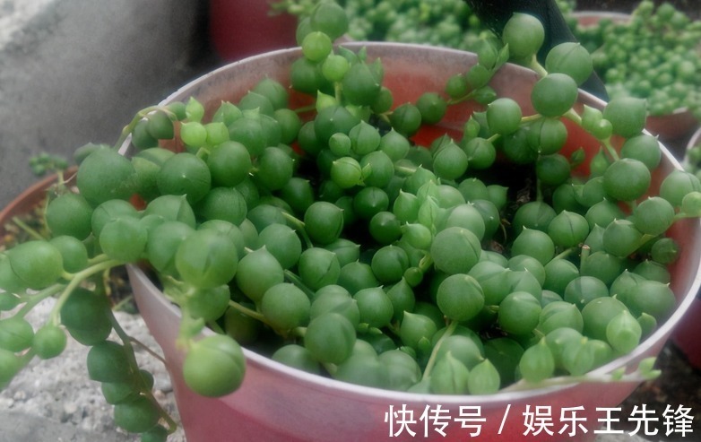 秋季该怎么给多肉浇水?摸清楚这4点,叶子水灵灵,不会没精神