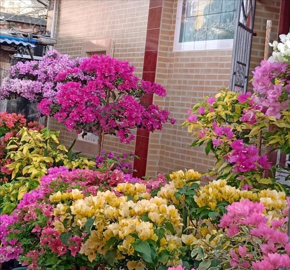 漂亮|6种漂亮花,夏天不怕高温,暴晒,越晒花越多,花开爆盆小半年