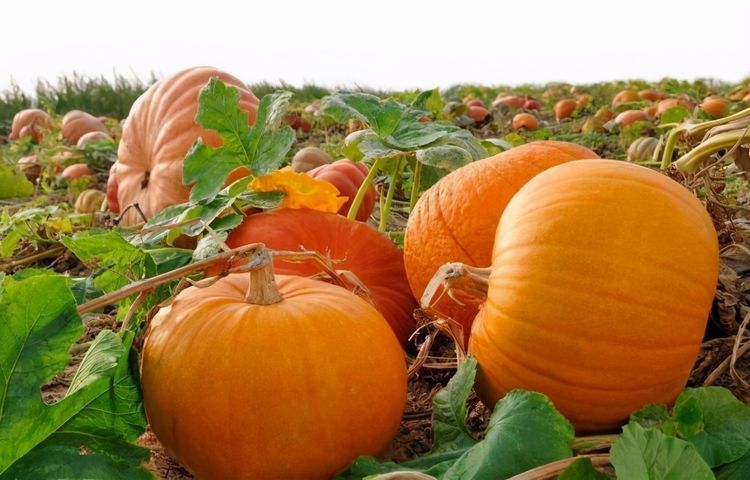 女性到了中年，推荐3种食物，改善肠胃，增强体质，有益健康