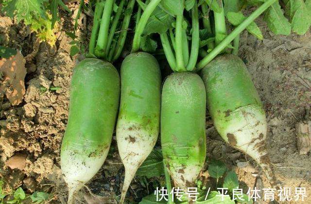 凉萝卜|农村老人常说“吃凉萝卜喝热茶,饿的大夫满街爬”,有道理吗?