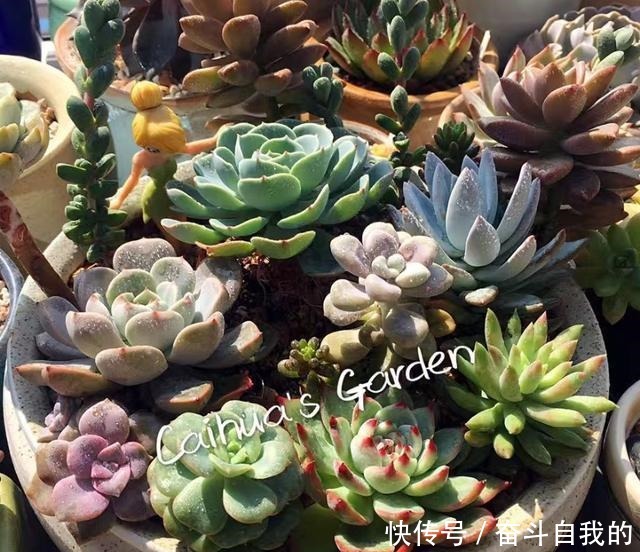 别再稀里糊涂养花了,这些基础常识,很重要!