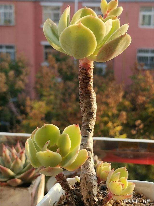 拈花一笑为红颜,无奈雨霾非吾恋