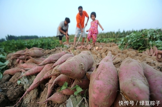 肝脏最喜欢的5种蔬菜,堪比“补品”,便宜又营养,比吃药管用