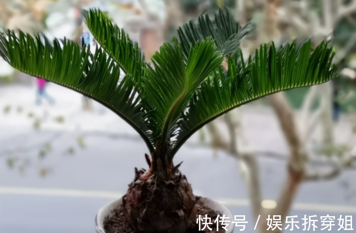 养花|养花贵精不在多,3种花入手不后悔,谁看了都喜欢