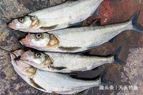 泥鳅钩钓翘嘴方法,民间钓大翘嘴第一杀招,米级翘嘴不难钓