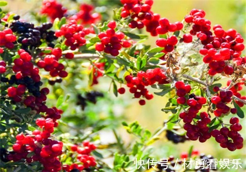 南瓜尖|女性养生，推荐3种食物，预防子宫早衰，健脑益智，谁吃谁受益