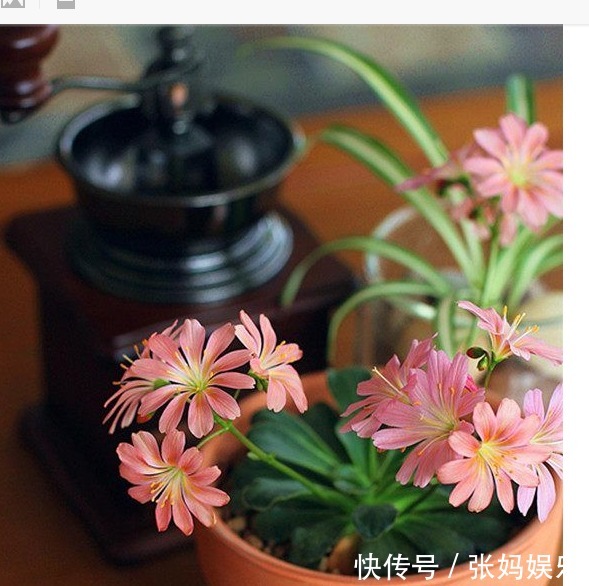 别再养绿萝吊兰了,以下盆景花美又好养,花色很绚丽,四季有花赏