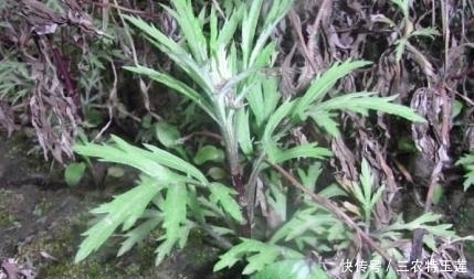 野菜|农村的''野菜'',四处都能够见到,用它''炒腊肉''风味更佳