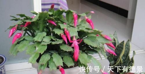 秋凉|蟹爪兰度夏如渡劫，日常盆栽做好此3点，秋凉才能呼呼窜花苞