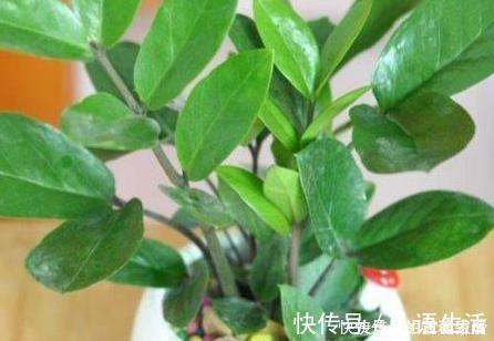 种树|养花不如养树，这三种树放在客厅既招财又上档次，好看又实用