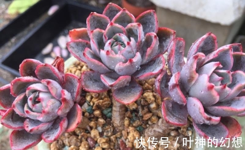 养了3年的多肉赫拉,颜色鲜红贵气逼人,轻松养成群生小老桩