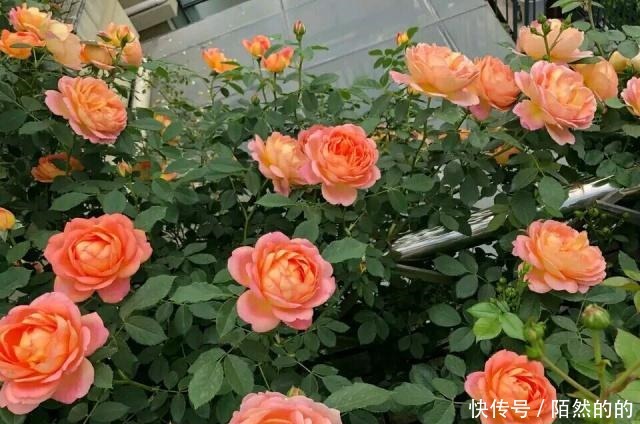 阳台养上6种花,再不担心没花赏,开花一茬接一茬,花朵鲜艳!