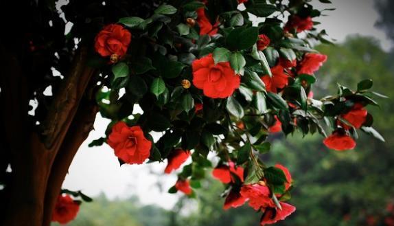 茉莉花|6种北方不适合养的花卉,技术不到位容易死,非高手就不要考虑了