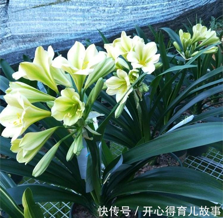 养花干货第七期,让君子兰长得旺的三种好货,你用过吗