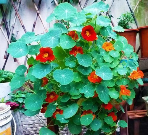 6种漂亮花,挂在窗边阳台上,不占位置,抬头就是风景!