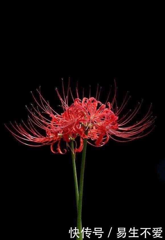 地狱之花 彼岸花 曼珠沙华 快资讯 地狱之花 彼岸花 曼珠沙华 快资讯
