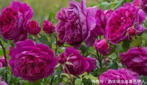 花色|新手养花,不如养盆花中精品“利西达斯”,花色粉红,古典优雅