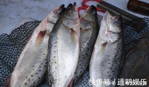 鱼贩|买鲈鱼,认准大的你就得吃亏,学会这3招,鱼贩都忍不住夸你内行!