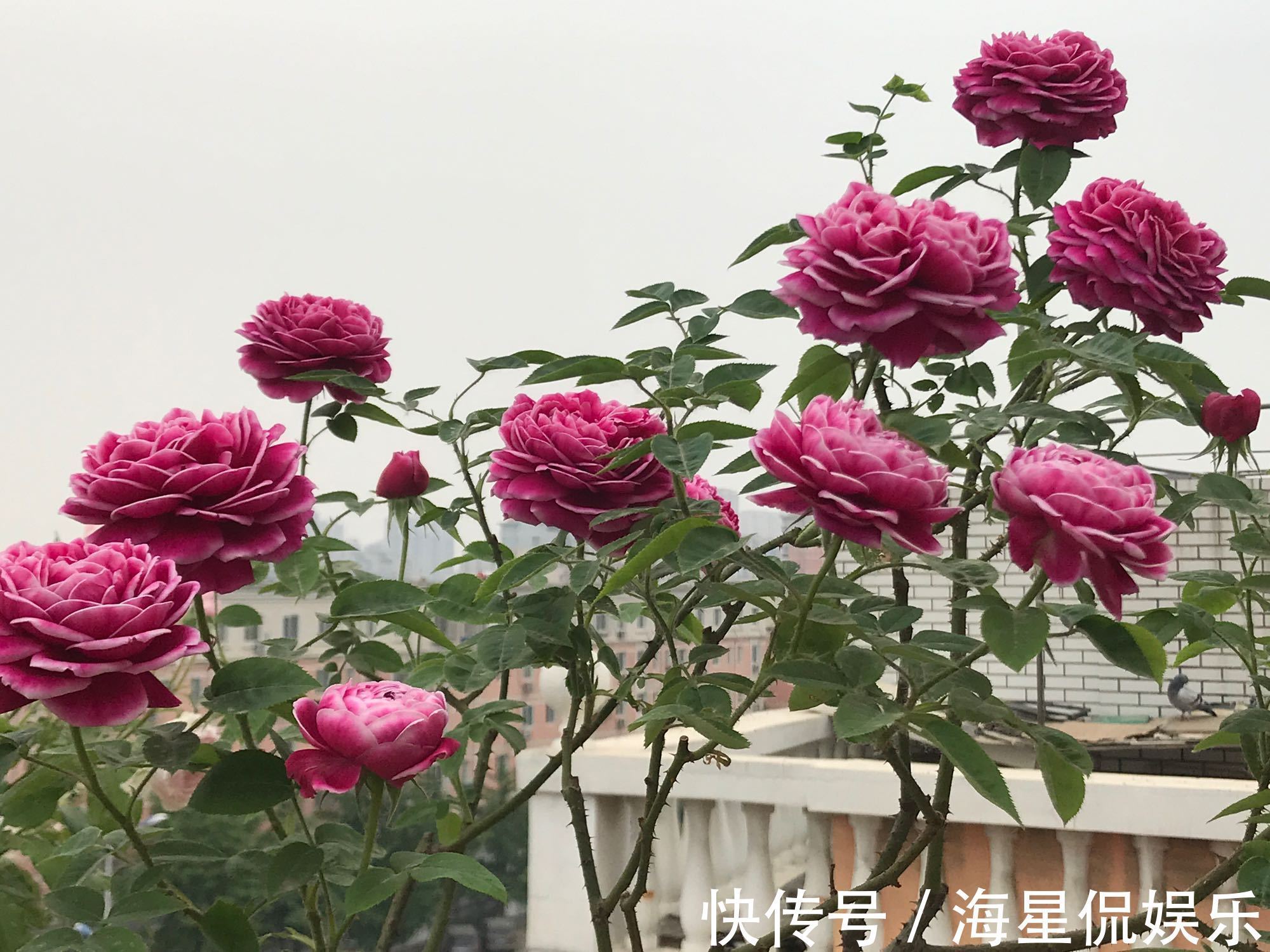 根结线虫|月季长了“土豆根”还能活吗植物癌症不是你想救就能救