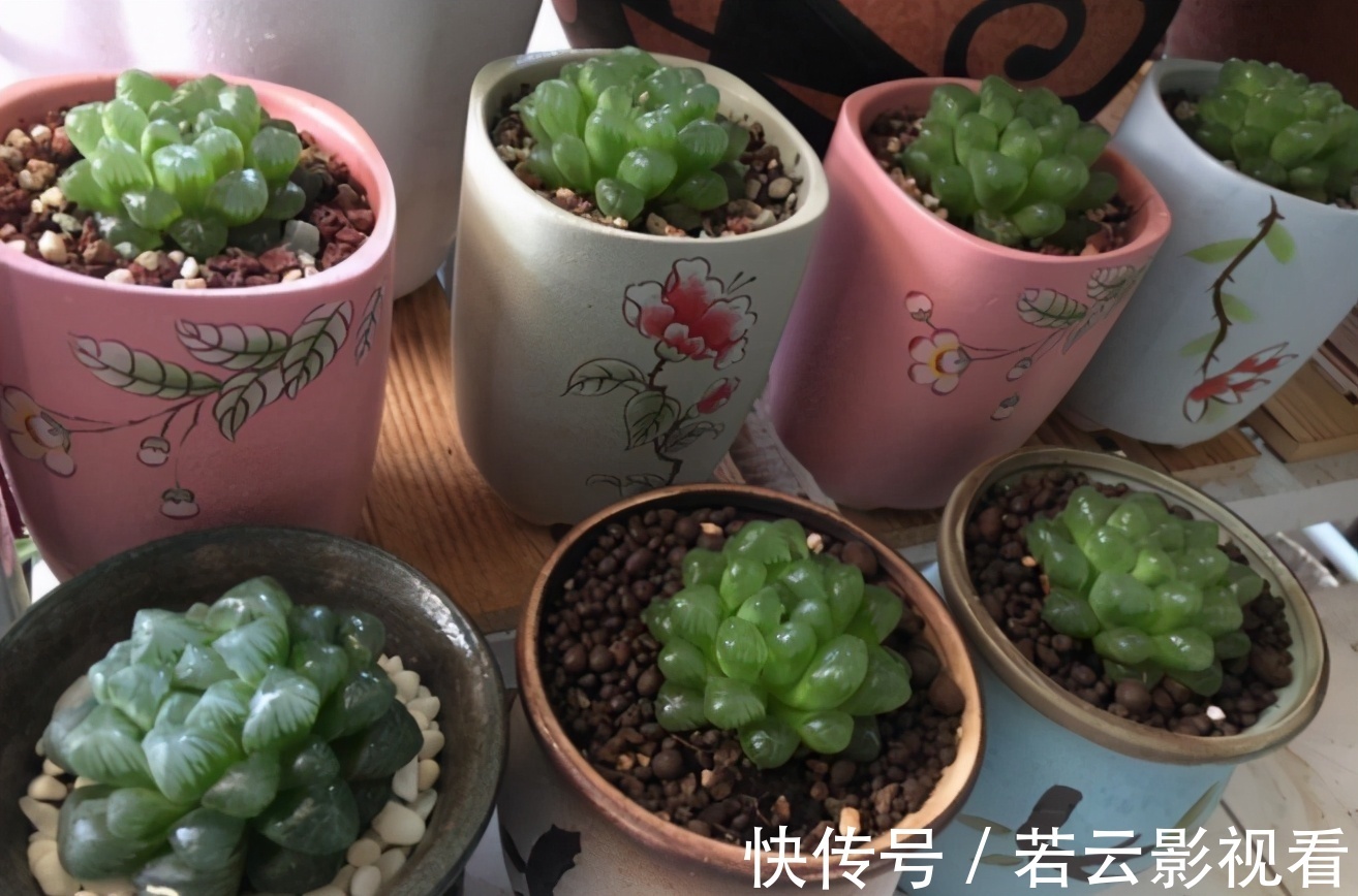 晶莹剔透|漂亮的多肉玉露是怎么养出来的？春天把握住这几点，叶片晶莹剔透