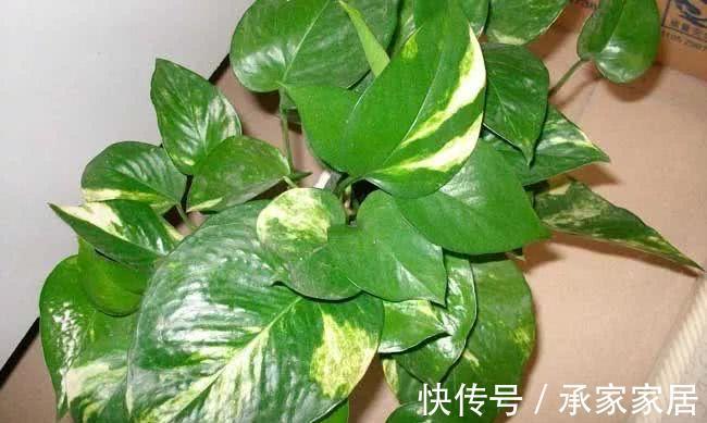 绿萝|3种耐阴植物,养在室内很好,叶色碧绿有光泽,大气又好养