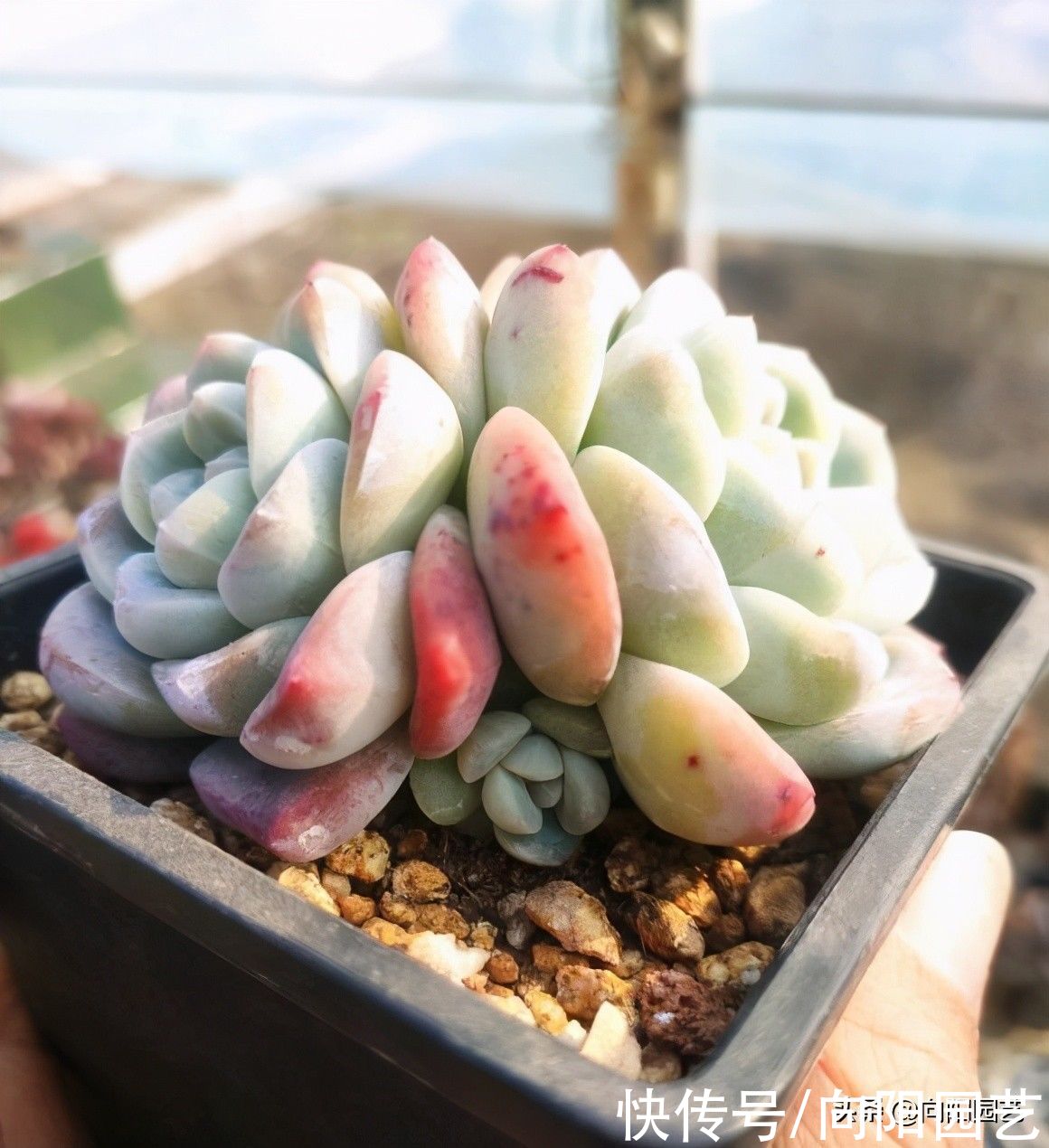 多肉好不好养,当然好养,按照“套路养”,很容易养出状态