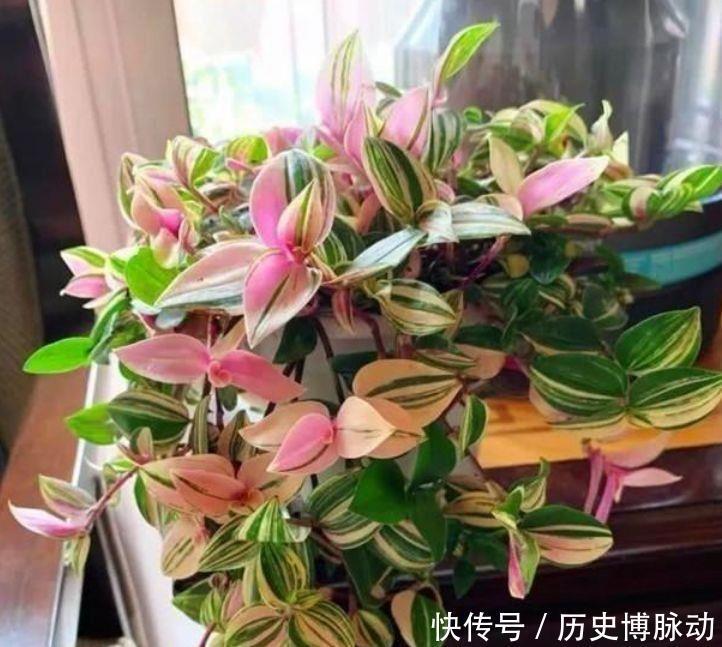  油画婚礼|适合冬季养的花，好活易爆盆，花叶俱美，漂亮极了