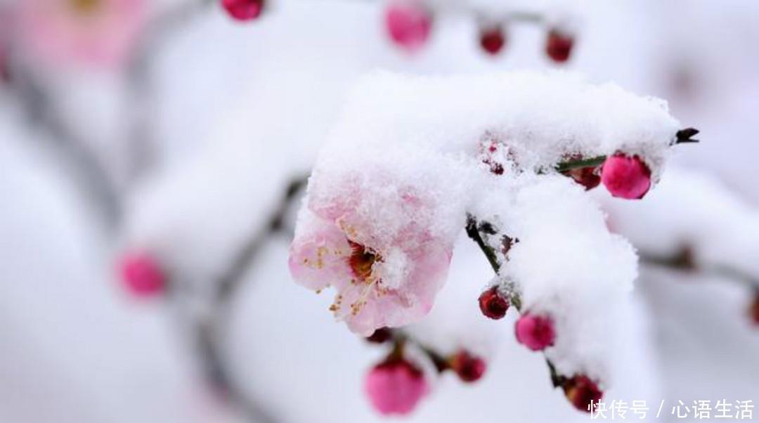 赵师雄|清朝无名氏一首无题诗,颇有李商隐的风采,通篇写得很有韵味!