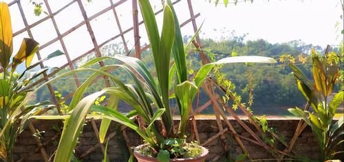 如何将兰花盆栽好？将这5方面落实到位就成功了一大半