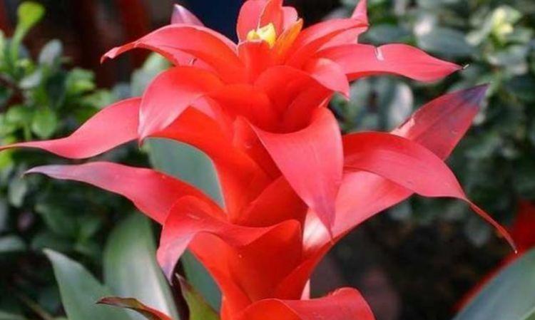 养花就养这几款,全年开花不停,关键还很便宜,懒人新手都能养好