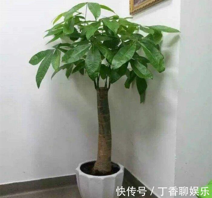 富贵竹和发财树,是寓意植物,摆放位置有大讲究,别摆错了!