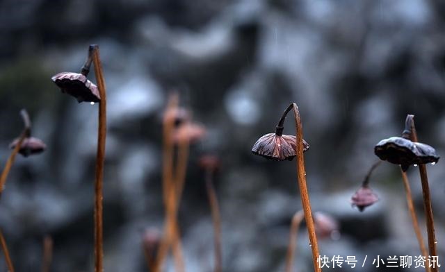  凄艳|李煜最精致的一首词，字字清新，道尽人生幻灭，凄艳千古