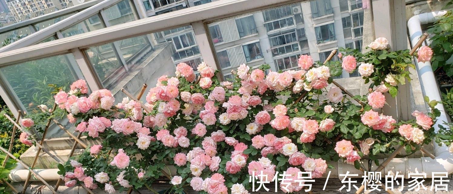 藤本樱霞|藤本樱霞，长势超快的花墙植物，一年成花墙，丰花勤花，值得拥有