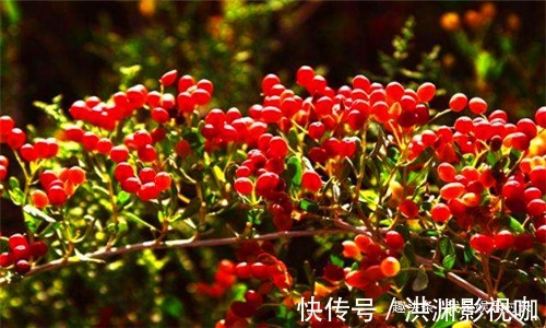 茴香茴香|女性过了30,推荐常吃4种食物,清理子宫污血,预防子宫早衰