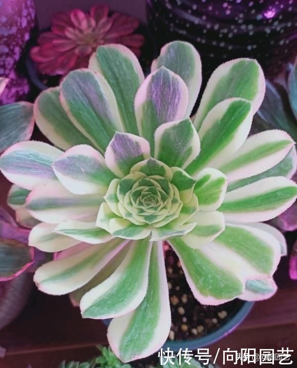 水分|夏季来临，法师进入艰难阶段，叶子开始凋落，赶紧停止浇水